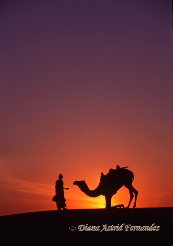 India-Rajasthan-boy-with-camel-kneeling
